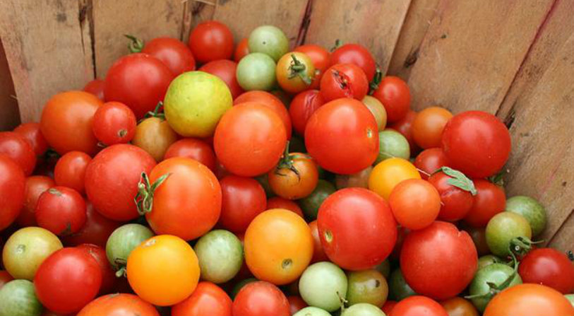 Price of Tomatoes in Telangana is Shocking,Tomatoes Price in Telangana,Telangana news today,Telangana tomato crisis ,Kamareddy,vegetable vendor