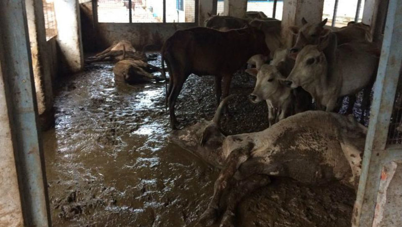 NGO in East Godavari,Society for Prevention of Cruelty towards Animals,Animal Husbandry V. Venkateshwar Rao ,andhra police,andhra news 2017