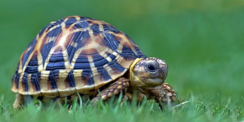 97 Indian Star Tortoises,Indian Star Tortoises,Star Tortoises Brought India,Star Tortoises,Karnataka Forest Department,Wildlife Protection Act,Mango News,Latest Breaking News