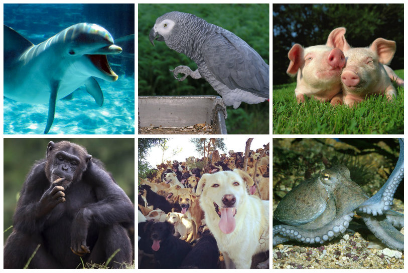 Top 10 Most Intelligent Animals,Most Intelligent Animals,Intelligent Animals 2017,Intelligent Animals,10 Intelligent Animals,Smartest Animals,Top 10 smartest animals