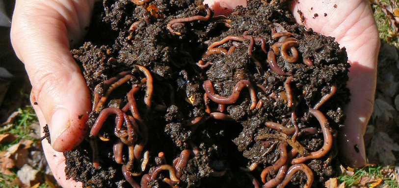 Earthworms Thrive Martian,Mango News,Mars soil simulant,Prospects Of Farming On Mars,Earthworms in Mars soil simulant,Mars missions,Martian soil simulant,Research shows on earthworms,Earthworms in NASA Mars Soil