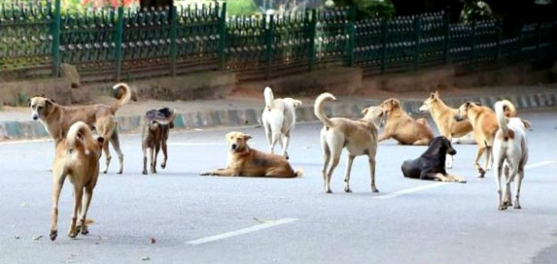 Fifty Dogs Caned In a Gated Community In LB Nagar,Mango News,Latest Breaking News 2018,Latest Politics News,50 Dogs Injured as Residents of Hyderabad,Hyderabad Breaking News,Hyderabad Fifty Dogs Caned In Gate,Fifty Dogs Injured in Hyderabad
