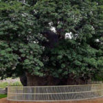 Hyderabad: Climate Change Killing 430 Year Old Baobab Tree At Golconda Fort Hyderabad Climate Change Killing 430 Year Old Baobab Tree At Golconda Fort, Mango News, Hyderabad Climate, 430 Year Old Baobab Tree, Baobab under threat, Elephant Tree at Golkonda Fort, 430 Year Old Baobab Tree,Baobabs tree in Hyderabad, Hyderabad Latest News, Breaking News Hyderabad, Telangana latest updates