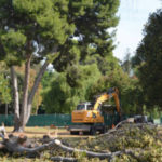 Delhi HC Put Off Cutting Of 17,000 Trees Project Till July Delhi HC Put Off Cutting Of 17000 Trees Project Till July, Mango News, Delhi road expansion, Delhi chipko movement, Delhi tree cutting, Delhi tree chopping, Breaking News India, Latest National News,