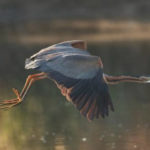 Birders Save Purple Heron In Hyderabad,Breaking News Headlines Today,Hyderabad news today live,India News Now,Mango News,World Environment Day,#WorldEnvironmentDay,Osman Sagar Lake,Purple Heron,Hyderabad Purple Heron