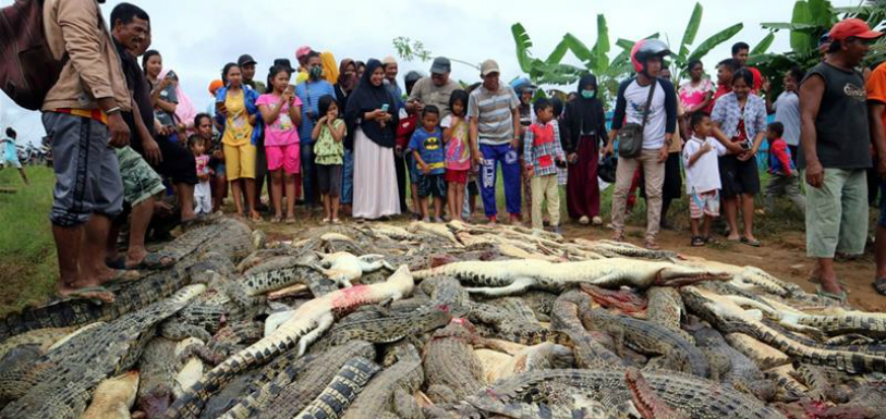 Indonesia: Mob Slaughtered 292 Crocodiles To Avenge One Man’s Death, 292 crocodiles slaughtered by Indonesian mob, Indonesian mob killed nearly 300 crocodiles, Mango News, Man Animal conflict, Crocodile slaughtered in Indonesia, Latest International News, Latest Breaking News Today, India News Headlines