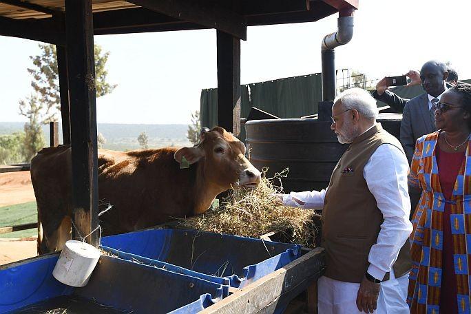 Rwanda: PM Modi Gifts 200 Cows On His Maiden Visit To Africa, Narendra Modi gifts 200 cows to Rwanda village, PM Modi Africa Visit LIVE Updates, Prime Minister South Africa Tour, PM Narendra Modi Foreign Visits, Modi Cows Rwanda, PM Modi brings Summit, Mango News, National News India, Indian Prime Minister Narendra Modi Latest News, India News Headlines