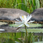 Hyderabad: Botanical Garden refurbished, 100 More Lung Spaces To Be Created Hyderabad: Botanical Garden refurbished, 100 More Lung Spaces To Be Created, Botanical gardenreopens after renovations, KTR launches new facilities at Botanical Gardens, Hyderabad Latest News, Telangana IT Minister K T Rama Rao News, Telanga News Today, Mango News, Latest News Headlines Today