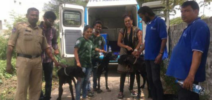 Hyderabad: Humane Society Rescues 3 Great Danes, HSI rescues three Great Danes, Humane Society International, llegal backyard breeder, Latest Hyderabad News, Hyderabad Latest Updatesm, Mango News, Latest Andhra Pradesh and Telangana News, Telangana Latest News Today,