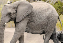 Elephant Tusk DNA Can Help In Convicting Poachers Elephant Tusk DNA Helps To Convict Poachers, Elephant tusk DNA helps track poachers, Researchers Use Elephant Tusk DNA To Track Ivory Poachers, Mango News, DNA From Elephant Dung, Elephant Tusk DNA Leads to poachers, Elephants Killing West Africa, Science in Brief Scientist use Elephant Tusk
