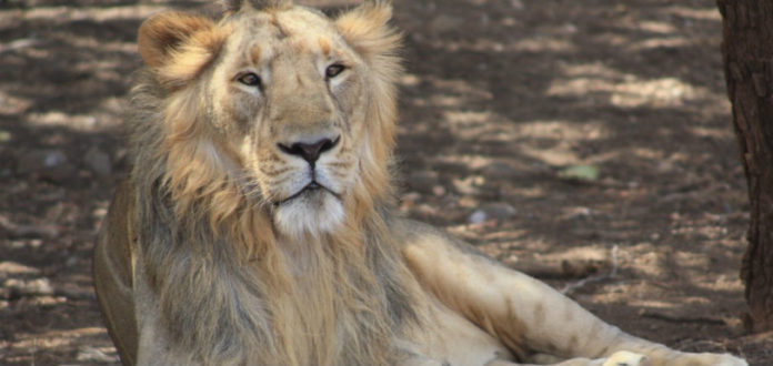 An Asiatic Lion Dies In Hyderabad’s Zoo, Asiatic Lion 19 year old Asiatic lion Atul dies of old age at Hyd zoo, Male Asiatic lion dies in zoo, Asiatic lion that sired 26 cubs dies in Hyderabad zoo, City zoo mourns Asiatic lion's death, Hyderabad Zoo Latest News and Updates, Mango News