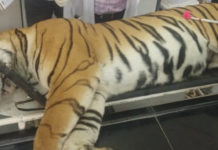 Uttar Pradesh: Villagers Kill A Tigress Uttar Pradesh - Villagers Kill A Tigress, Angry villagers kill tigress, Uttar Pradesh locals kill tigress, Tigress Killed Dudhwa, Tigress Dudhwa National Park, Mango News, Indian villagers crush tigress, Uttar Pradesh Latest News and Updates