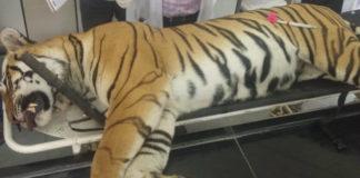 Uttar Pradesh - Villagers Kill A Tigress, Angry villagers kill tigress, Uttar Pradesh locals kill tigress, Tigress Killed Dudhwa, Tigress Dudhwa National Park, Mango News, Indian villagers crush tigress, Uttar Pradesh Latest News and Updates