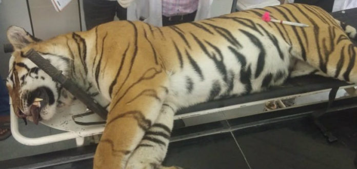 Uttar Pradesh - Villagers Kill A Tigress, Angry villagers kill tigress, Uttar Pradesh locals kill tigress, Tigress Killed Dudhwa, Tigress Dudhwa National Park, Mango News, Indian villagers crush tigress, Uttar Pradesh Latest News and Updates