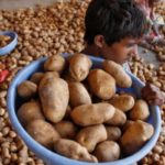 Gujarat - PepsiCo Sues Farmers For Growing Potatoes, Pepsico India Latest news, Pepsico lays, Potato farmers Gujarat, Pepsico Sues Gujarat Farmers, Gujarat potato lays, Mango News