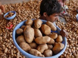 Gujarat - PepsiCo Sues Farmers For Growing Potatoes, Pepsico India Latest news, Pepsico lays, Potato farmers Gujarat, Pepsico Sues Gujarat Farmers, Gujarat potato lays, Mango News