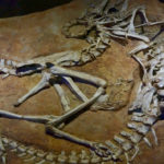 Dinosaurs Fossils Found,Mango News,Breaking News Today,Telangana Latest News,Telangana History Enthusiast,Geological Survey of India,Most Impressive Dinosaur Fossils,New Dinosaurs Fossils,Dinosaur Fossils in India