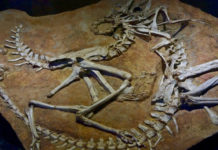 Telangana – Dinosaurs’ Fossils Found Dinosaurs Fossils Found,Mango News,Breaking News Today,Telangana Latest News,Telangana History Enthusiast,Geological Survey of India,Most Impressive Dinosaur Fossils,New Dinosaurs Fossils,Dinosaur Fossils in India
