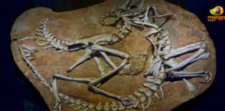 Dinosaurs Fossils Found,Mango News,Breaking News Today,Telangana Latest News,Telangana History Enthusiast,Geological Survey of India,Most Impressive Dinosaur Fossils,New Dinosaurs Fossils,Dinosaur Fossils in India