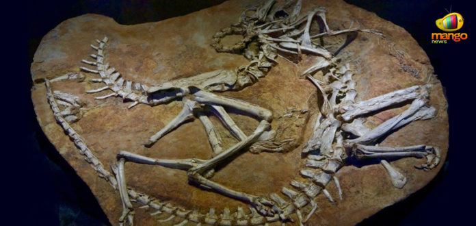 Dinosaurs Fossils Found,Mango News,Breaking News Today,Telangana Latest News,Telangana History Enthusiast,Geological Survey of India,Most Impressive Dinosaur Fossils,New Dinosaurs Fossils,Dinosaur Fossils in India