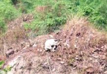 Bihar – SKMC Hospital Authorities Dumping Dead Bodies In Open? Bihar – SKMC Hospital Authorities Dumping Dead Bodies In Open?, SKMC investigation Team, human skeletons near Sri Krishna Medical College, Bihar Muzaffarpur Hospital, dumping skeletons near Bihar Hospital, Mango News, Skeletals found behind Muzaffarpur hospital, Hundreds of human skeletons near Bihar hospital,