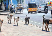 Telagana – Street Dogs Poisoned In Nalgonda District, 50 dogs poisoned in Nalgonda, Telangana dogs killed, Street dogs Killed, Mango News, Telangana Latest news and updates, Nalgonda latest news, dogs poisoned at village