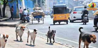 Telagana – Street Dogs Poisoned In Nalgonda District, 50 dogs poisoned in Nalgonda, Telangana dogs killed, Street dogs Killed, Mango News, Telangana Latest news and updates, Nalgonda latest news, dogs poisoned at village