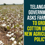 Telangana Government Asks Farmers To Grow Cotton Under New Agriculture Policy Chief Minister of Telangana, farming profitable for farmers, Grow Cotton Under New Agriculture Policy, New Agriculture Policy, Rythu Bandhu Scheme, Telangana Government, Telangana Government Asks Farmers To Grow Cotton, Telangana New Agriculture Policy, TRS Government, TRS Rythu Bandhu Scheme