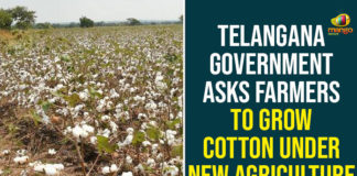 Chief Minister of Telangana, farming profitable for farmers, Grow Cotton Under New Agriculture Policy, New Agriculture Policy, Rythu Bandhu Scheme, Telangana Government, Telangana Government Asks Farmers To Grow Cotton, Telangana New Agriculture Policy, TRS Government, TRS Rythu Bandhu Scheme