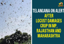Central Integrated Pest Management Centres, cultivated crops, Deputy Director Agriculture, Locust, Locust Damages Crop In MP, Locust swarm of grasshoppers, maharashtra, rajasthan, swarm of grasshoppers, Telangana On Alert, Telangana State Agricultural University