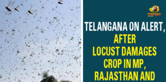 Central Integrated Pest Management Centres, cultivated crops, Deputy Director Agriculture, Locust, Locust Damages Crop In MP, Locust swarm of grasshoppers, maharashtra, rajasthan, swarm of grasshoppers, Telangana On Alert, Telangana State Agricultural University