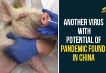 Another Virus With Potential Of Pandemic Found, Another Virus With Potential Of Pandemic Found In China, China, China New Virus, Chinese scientists discovered a flu virus, G4, G4 Virus, G4 Virus In China, New Virus in China, pandemic