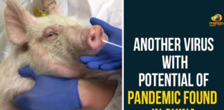 Another Virus With Potential Of Pandemic Found, Another Virus With Potential Of Pandemic Found In China, China, China New Virus, Chinese scientists discovered a flu virus, G4, G4 Virus, G4 Virus In China, New Virus in China, pandemic