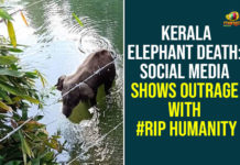 Kerala Elephant Death: Social Media Shows Outrage With #RIP Humanity elephant died in kerala, elephant in kerala news, elephant news india, elephant pregnancy, Kerala Elephant Death, pregnant elephant, pregnant elephant death, pregnant elephant killed, Social Media Shows Outrage With #RIP Humanity