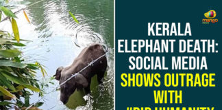 elephant died in kerala, elephant in kerala news, elephant news india, elephant pregnancy, Kerala Elephant Death, pregnant elephant, pregnant elephant death, pregnant elephant killed, Social Media Shows Outrage With #RIP Humanity