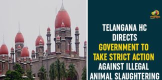 Illegal Animal Slaughtering, Illegal Animal Slaughtering In Telangana, Prevention of Cruelty to Animals Act, Strict Action Against Illegal Animal Slaughtering, Telangana Government, Telangana HC, Telangana HC On Telangana HC, Telangana High Court Illegal Animal Slaughtering, Illegal Animal Slaughtering In Telangana, Prevention of Cruelty to Animals Act, Strict Action Against Illegal Animal Slaughtering, Telangana Government, Telangana HC, Telangana HC On Telangana HC, Telangana High Court Illegal Animal Slaughtering, Illegal Animal Slaughtering In Telangana, Prevention of Cruelty to Animals Act, Strict Action Against Illegal Animal Slaughtering, Telangana Government, Telangana HC, Telangana HC On Telangana HC, Telangana High Court