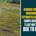 Andhra Pradesh Government Estimates Damaged Crops Spread In 71,821 Hectares Due To Rain