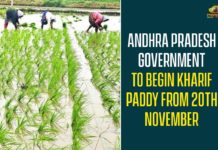 Andhra Pradesh Government To Begin Kharif Paddy From 20th November