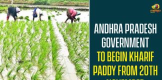 Andhra Pradesh Government To Begin Kharif Paddy From 20th November