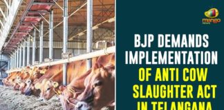 BJP Demands Implementation Of Anti Cow Slaughter Act In Telangana,Bharatiya Janata Party,BJP,Telangana,BJP Demands Implementation Of Anti Cow Slaughter Act,Anti Cow Slaughter Act In Telangana,Anti Cow Slaughter Act,Mango News,BJP Workers Demand Implementation Of Anti Cow Slaughter Act,BJP Seeks Anti Cow Slaughter Law In Telangana,BJP Unit In Telangana,BJP Demands Anti Cow Slaughter Law In Telangana,Anti Cow Slaughter Law,Anti Cow Slaughter Act News,BJP Demands Implementation Of Anti Cow Slaughter Law In Telangana,BJP On Anti Cow Slaughter Act In Telangana