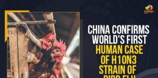 Bird Flu, bird flu strain, China Bird Flu, China Bird Flu Case, China Bird Flu Hunam, China confirms first human case of bird flu, China confirms first human case of bird flu strain, China confirms first human case of H10N3 bird flu, China confirms first human case of H10N3 bird flu strain, China Confirms World’s First Human Case Of H10N3 Strain, China Confirms World’s First Human Case Of H10N3 Strain Of Bird Flu, China reports first case of human infection with H10N3 strain, China reports first human case of bird flu, Mango News, World’s First Human Case Of H10N3 Strain Of Bird Flu