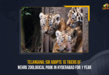 Telangana SBI Adopts 15 Tigers Of Nehru Zoological Park In Hyderabad For 1 Year, Telangana, SBI Adopts 15 Tigers Of Nehru Zoological Park In Hyderabad For 1 Year, SBI Adopts 15 Tigers Of Nehru Zoological Park, SBI, State Bank of India, State Bank of India announced the adoption of 15 tigers at Nehru Zoological Park, 15 tigers at Nehru Zoological Park, Nehru Zoological Park, wildlife conservation, Telangana SBI, Telangana Latest News, Telangana Latest Updates, Mango News,