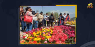 Asia's Largest Tulip Garden In Jammu And Kashmir Open For Tourists, Asia's Largest Tulip Garden In Jammu And Kashmir, Asia's Largest Tulip Garden Open For Tourists, Asia's Largest Tulip Garden, Tulip Garden, Tulip Garden Open For Tourists, Jammu And Kashmir, Asia's largest tulip garden is now open for tourists in Jammu and Kashmir is now open for tourists, Indira Gandhi Memorial Tulip Garden, Siraj Bagh, Siraj Bagh Latest News, Siraj Bagh Latest Updates, Siraj Bagh Live Updates, Mango News,