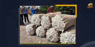 Cotton Prices All Time High In Warangal Telangana, Cotton Prices All Time High In Warangal, Cotton Prices, Cotton Prices In Warangal, Cotton Prices In Telangana, cotton prices rose to an all time high, Telangana Cotton Prices, Telangana Cotton Prices Latest News, Telangana Cotton Prices Latest Updates, Telangana Cotton Prices Live Updates, Telangana, Warangal, Enumamula market, Mango News,