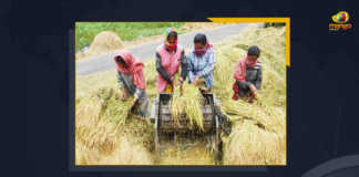 Farmers Feel Betrayed As TRS Govt Announces To Procure Paddy At MSP, farmers in the Khammam district of Telangana Feel Betrayed As TRS Govt Announces To Procure Paddy At MSP, TRS Govt Announces To Procure Paddy At MSP, Procure Paddy At MSP, Farmers Feel Betrayed As TRS Govt, TRS Govt, Paddy Procure At MSP, Paddy Procurement Issue, Telangana Paddy Procurement Issue, Paddy Procurement in Telangana, Telangana Paddy Procurement, Paddy Procurement Centers, Paddy Procurement, Paddy Procurement Centers News, Paddy Procurement Centers Latest News, Paddy Procurement Centers Latest Updates, Paddy Procurement Centers Live Updates, Telangana CM KCR, K Chandrashekar Rao, Chief minister of Telangana, K Chandrashekar Rao Chief minister of Telangana, Telangana Chief minister, Telangana Chief minister K Chandrashekar Rao, Telangana, Mango News,