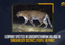 Leopard Spotted In Gaddapotharam Village In Sangareddy District, People In Panic Leopard Spotted In Gaddapotharam Village In Sangareddy District People In Panic, Leopard movement in Sangareddy, Gaddapotharam Village People In Panic, Leopard Spotted In Gaddapotharam Village, Leopard sightings in Telangana villages, Leopard strikes In Gaddapotharam Village In Sangareddy District, Telangana’s Sangareddy district panic gripped after the residents of Gaddapotharam village spotted a leopard, Sangareddy District Gaddapotharam village spotted a leopard, Leopard strikes In Sangareddy, Leopard strikes In Sangareddy News, Leopard strikes In Sangareddy Latest News, Leopard strikes In Sangareddy Latest Updates, Leopard, Mango News,