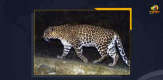 Leopard Spotted In Gaddapotharam Village In Sangareddy District People In Panic, Leopard movement in Sangareddy, Gaddapotharam Village People In Panic, Leopard Spotted In Gaddapotharam Village, Leopard sightings in Telangana villages, Leopard strikes In Gaddapotharam Village In Sangareddy District, Telangana’s Sangareddy district panic gripped after the residents of Gaddapotharam village spotted a leopard, Sangareddy District Gaddapotharam village spotted a leopard, Leopard strikes In Sangareddy, Leopard strikes In Sangareddy News, Leopard strikes In Sangareddy Latest News, Leopard strikes In Sangareddy Latest Updates, Leopard, Mango News,
