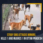 Stray Dog Attacks Minors Kills 1 And Injures 1 In Uttar Pradesh, Stray Dog Attacks Minors, Stray Dog Attacks Minors In Uttar Pradesh, Stray Dog Attacks Minors Kills 1 In Uttar Pradesh, Stray Dog Attacks Minors Injures 1 In Uttar Pradesh, Stray Dog, stray dogs attacked two minors resulting in the death of one and severely injured another, stray dogs attacked two minors, resulting in the death of one and severely injured another, Five-year-old Raza was killed after stray dogs attacked him, Five-year-old boy Raza dies, Uttar Pradesh A minor boy died and his sister was critically injured after being attacked by a pack of stray dogs, Stray dogs kill minor, Mango News,