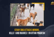 Stray Dog Attacks Minors Kills 1 And Injures 1 In Uttar Pradesh, Stray Dog Attacks Minors, Stray Dog Attacks Minors In Uttar Pradesh, Stray Dog Attacks Minors Kills 1 In Uttar Pradesh, Stray Dog Attacks Minors Injures 1 In Uttar Pradesh, Stray Dog, stray dogs attacked two minors resulting in the death of one and severely injured another, stray dogs attacked two minors, resulting in the death of one and severely injured another, Five-year-old Raza was killed after stray dogs attacked him, Five-year-old boy Raza dies, Uttar Pradesh A minor boy died and his sister was critically injured after being attacked by a pack of stray dogs, Stray dogs kill minor, Mango News,