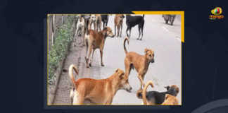 Stray Dog Attacks Minors Kills 1 And Injures 1 In Uttar Pradesh, Stray Dog Attacks Minors, Stray Dog Attacks Minors In Uttar Pradesh, Stray Dog Attacks Minors Kills 1 In Uttar Pradesh, Stray Dog Attacks Minors Injures 1 In Uttar Pradesh, Stray Dog, stray dogs attacked two minors resulting in the death of one and severely injured another, stray dogs attacked two minors, resulting in the death of one and severely injured another, Five-year-old Raza was killed after stray dogs attacked him, Five-year-old boy Raza dies, Uttar Pradesh A minor boy died and his sister was critically injured after being attacked by a pack of stray dogs, Stray dogs kill minor, Mango News,